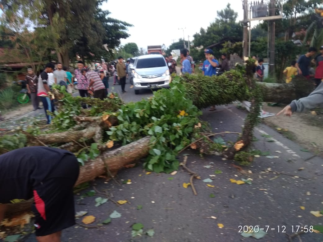 Pohon Tua di Sekernan Tumbang, Satu Pengendara Motor Jadi Korban