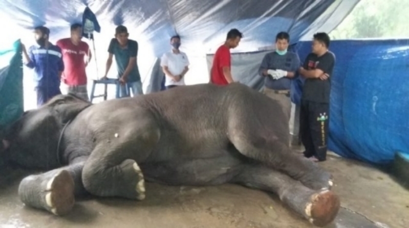 Yanti Gajah Penghuni Taman Rimba Jambi Mati